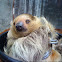 Southern Two-toed Sloth