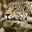 Nice Wild Animals Pics logo