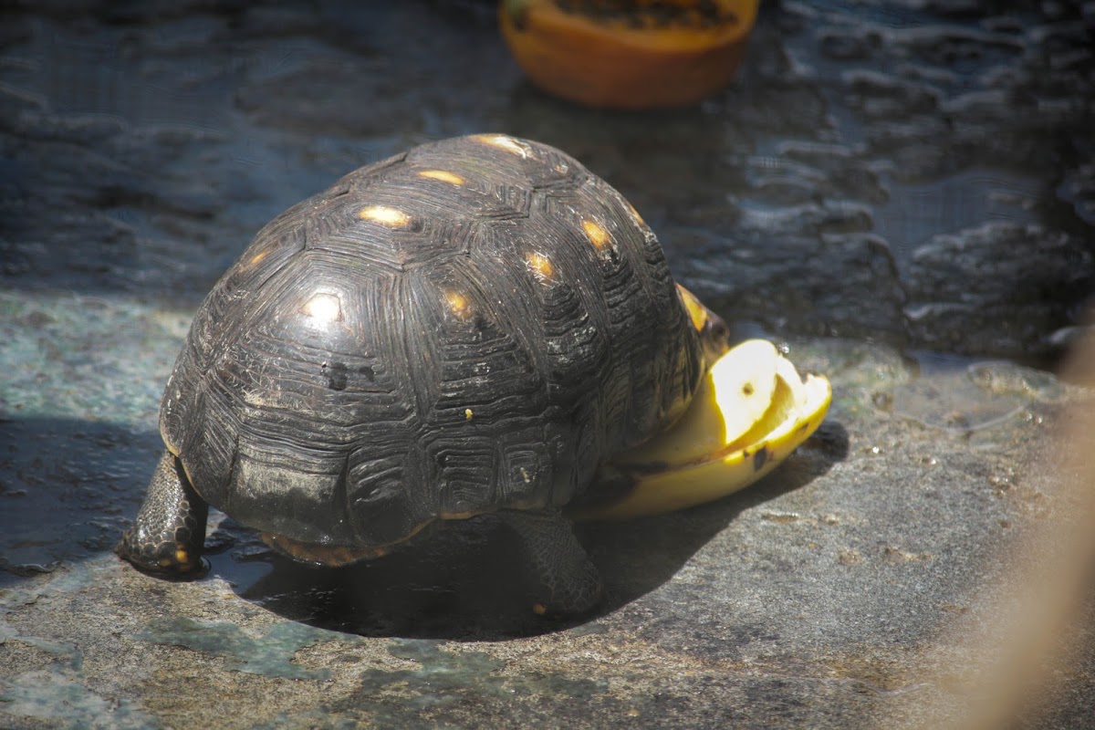 Yellow-footed tortoise