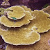 Table Corals Are A Type Of Reef Corals