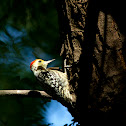 Yellow Crowned Woodpecker