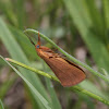 Ruddy Holomelina Moth - Hodges#8122