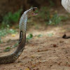 Spectacled cobra