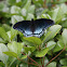 Red-Spotted Purple