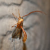 Ichneumon wasp