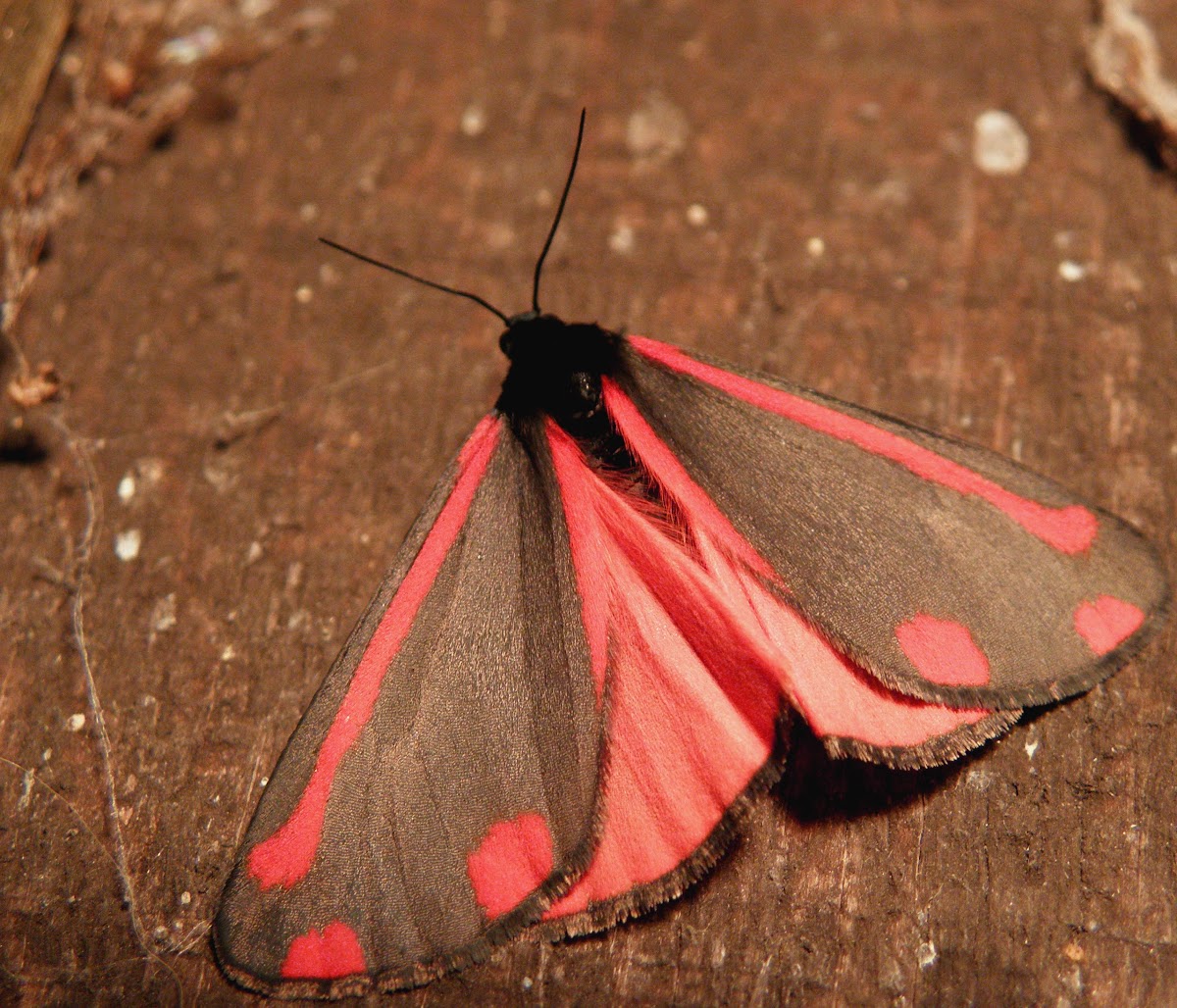 Cinnabar moth