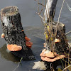 Orange bracket fungus