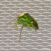 Juniper Stink Bug