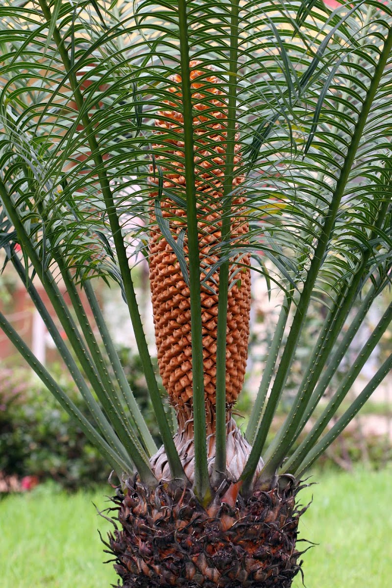 King Sago Palm | Project Noah Project Noah | Networked Organisms And Habitats