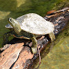 Texas Cooter