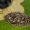 Lymandtrid moth eggs