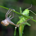 Speckled bush-cricket