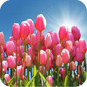 Tulip Field Live Wallpaper