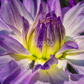 Dahlia by Tamal Das - Flowers Single Flower