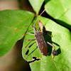 Leaf-footed bug