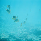 Raccoon Butterflyfish