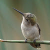 Anna's Hummingbird (immature female)