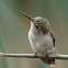 Anna's Hummingbird (immature female)