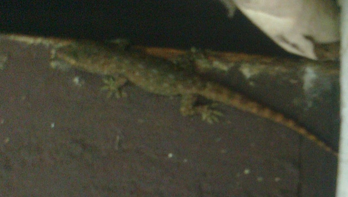 Spotted Ground Gecko