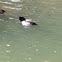 Ring-necked Duck