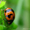 Transverse ladybird