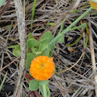 Orange Milkwort