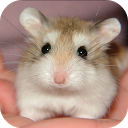 The Talking Hamster mobile app icon