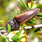 Beautiful click beetle