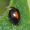 Marsh Beetle