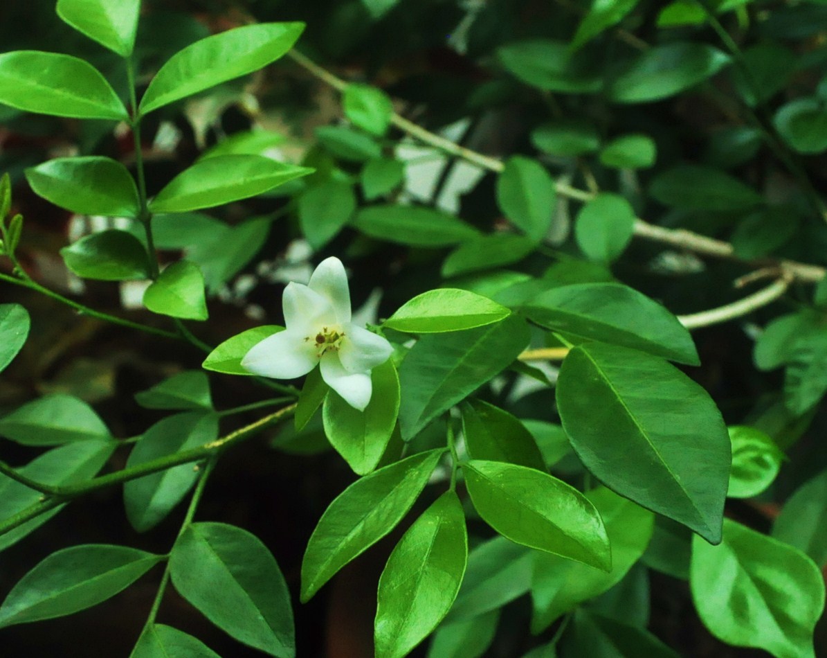 Orange Jasmine