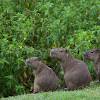 Lesser Capybara
