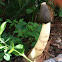 Ravenel's Stinkhorn