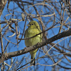 Lesser Goldfinch