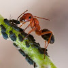 ant with aphids