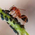 ant with aphids
