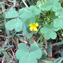 Wood Sorrel, American shamrock,