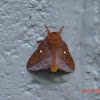 Oakworm Moth