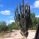 Pipe Cactus