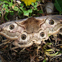 Sloe Emperor Moth