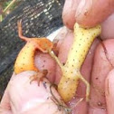 Red Spotted Newts