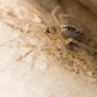 Wall spider