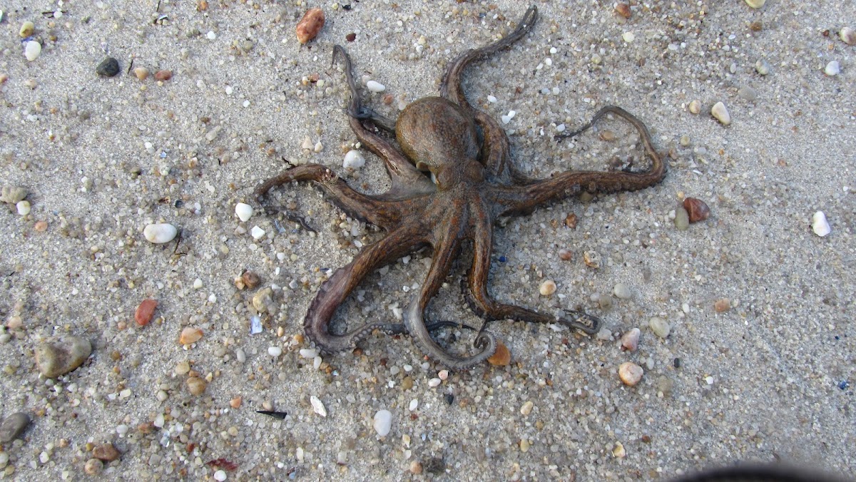 Polvo de rocha (gl), Pulpo de roca (es), Common octopus (uk)
