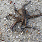 Polvo de rocha (gl), Pulpo de roca (es), Common octopus (uk)