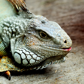 by Arul Arul - Animals Reptiles