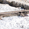 Iberian Wall Lizard; Lagartija Ibérica