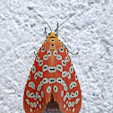 Crotalaria Podborer Moth