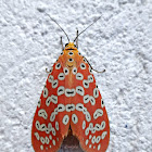 Crotalaria Podborer Moth
