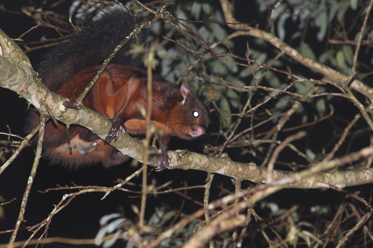 Formosan Giant Flying Squirrel 