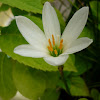 White rain lily