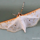Satin-white Moth